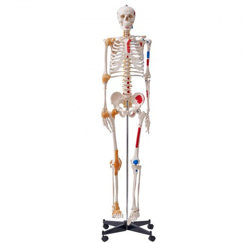 VEVOR Human Skeleton Model for Anatomy, 1820 mm Life Size, Accurate