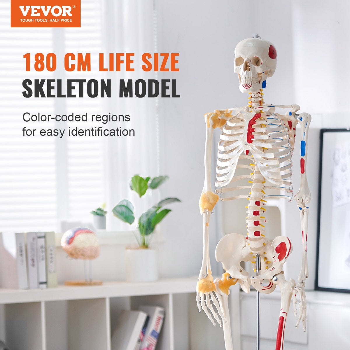 VEVOR Human Skeleton Model for Anatomy, 1820 mm Life Size, Accurate