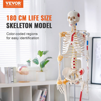 VEVOR Human Skeleton Model for Anatomy, 1820 mm Life Size, Accurate