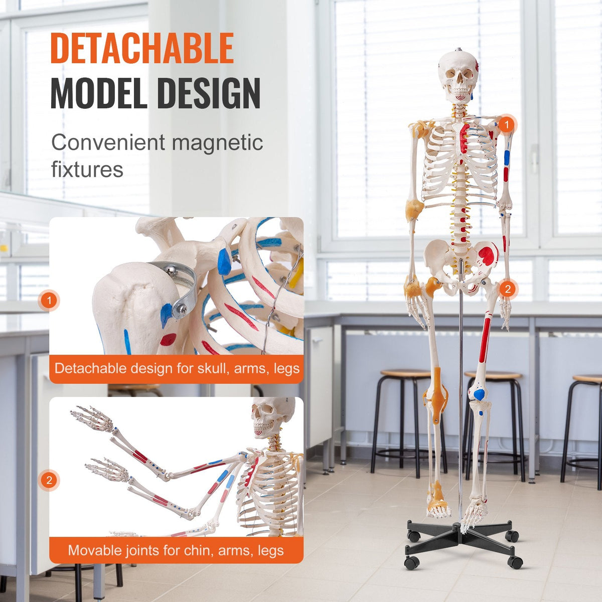 VEVOR Human Skeleton Model for Anatomy, 1820 mm Life Size, Accurate
