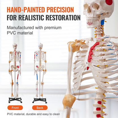 VEVOR Human Skeleton Model for Anatomy, 1820 mm Life Size, Accurate