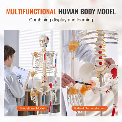 VEVOR Human Skeleton Model for Anatomy, 1820 mm Life Size, Accurate