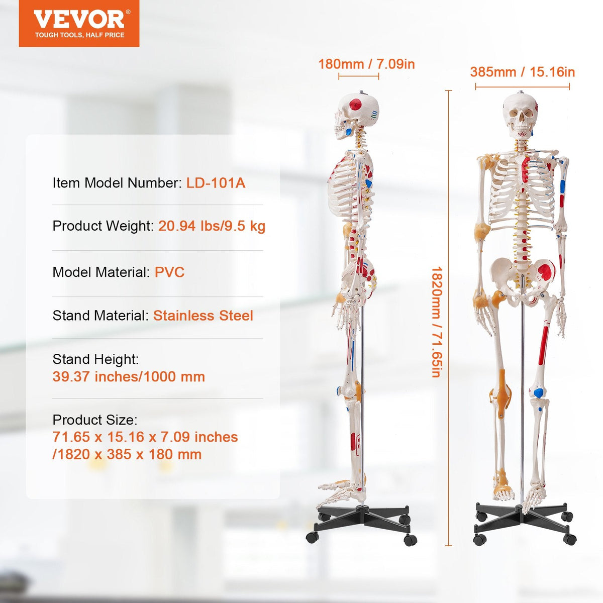 VEVOR Human Skeleton Model for Anatomy, 1820 mm Life Size, Accurate