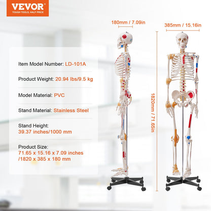 VEVOR Human Skeleton Model for Anatomy, 1820 mm Life Size, Accurate