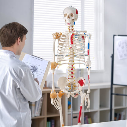 VEVOR Human Skeleton Model for Anatomy, 1820 mm Life Size, Accurate